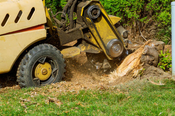 Best Storm Damage Tree Cleanup  in USA